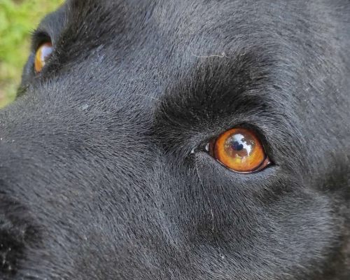 Vuoi adottare un cane a Viterbo?