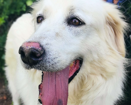Adotta un cane, femmina, 9 anni  e 5 mesi , Viterbo
