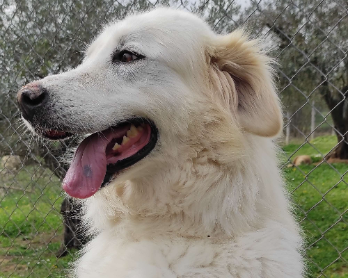 Adotta il cane Taylor a Viterbo