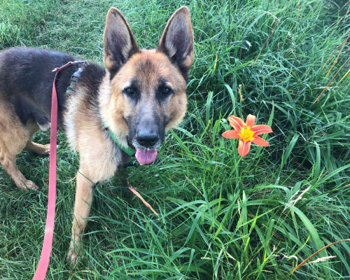 Adozione cane, maschio, Pastore tedesco, 10 anni e 9 mesi, taglia grande, Milano