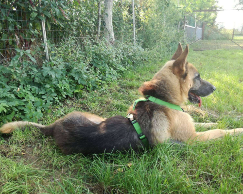 Adotta un cane, maschio, 10 anni e 9 mesi, Milano