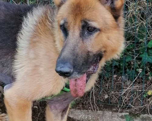 Adotta un cane, taglia grande, maschio, Milano