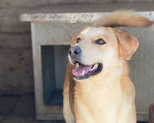 Adotta un cane, femmina, 4 anni  e 2 mesi , Chieti