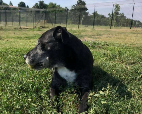 Adotta un cane, maschio, 12 anni e 6 mesi, Roma