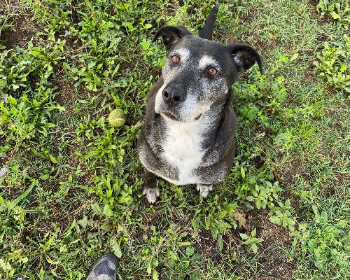 Adotta il cane Anakin a Roma