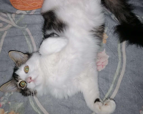 Adotta un gatto, maschio, 2 anni  e 8 mesi , Napoli