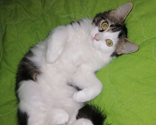 Adotta un gatto, taglia non valida, maschio, Napoli