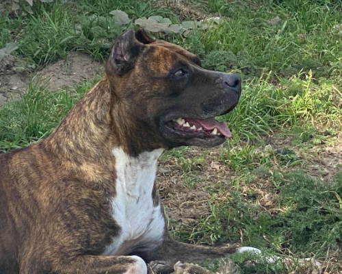 Adotta un cane, taglia media, maschio, Napoli