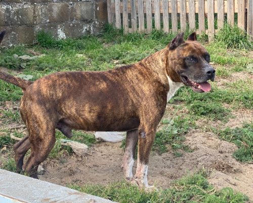 Adotta un cane, maschio, 8 anni  e 4 mesi , Napoli