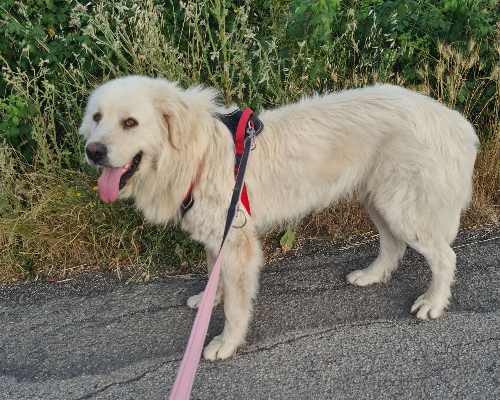 Adotta un cane, taglia gigante, maschio, Benevento