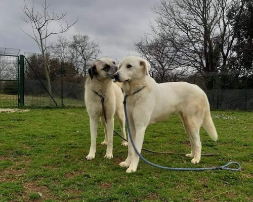 Adotta il cane Olivia a Roma