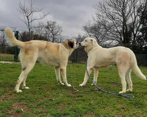 Adotta un cane, taglia grande, femmina, Roma