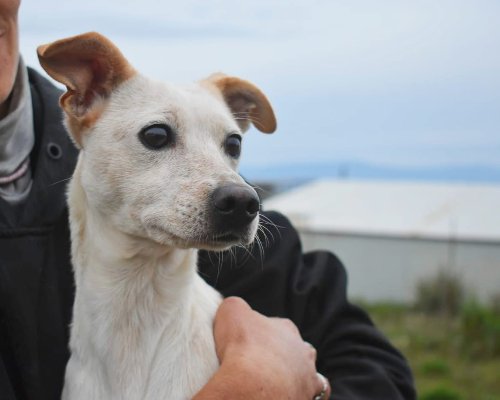 Adotta un cane, femmina, 4 anni  e 4 mesi , Vibo