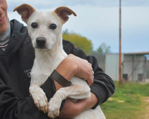 Vuoi adottare un cane a Vibo?
