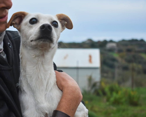 Adotta un cane, taglia piccola, femmina, Vibo