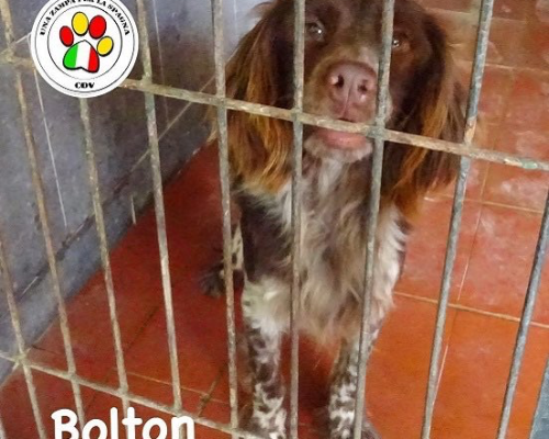 Adozione cane, maschio, Razza sconosciuta, 5 anni e 2 mesi, taglia media contenuta, Como