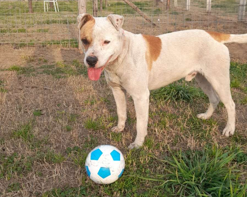 Adotta un cane, taglia media, maschio, Caserta