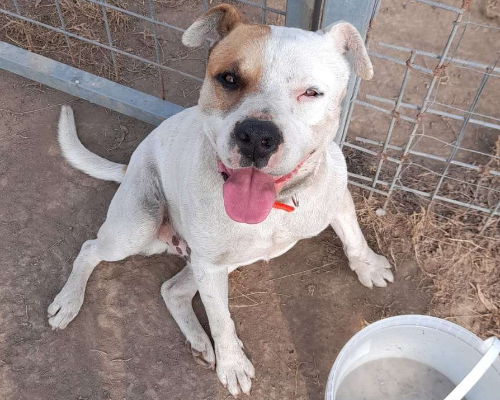 Adotta un cane, maschio, 4 anni  e 6 mesi , Caserta