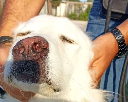 Vuoi adottare un cane a Latina?