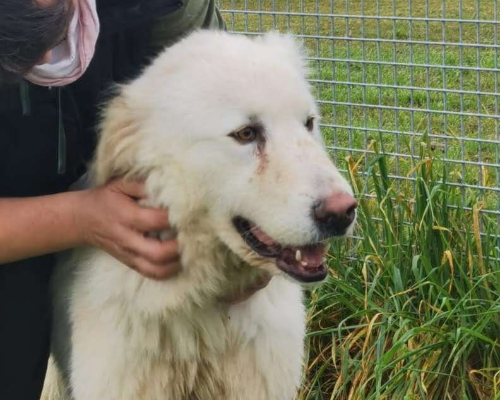Adozione cane, maschio, Pastore maremmano, 6 anni, taglia grande, Latina