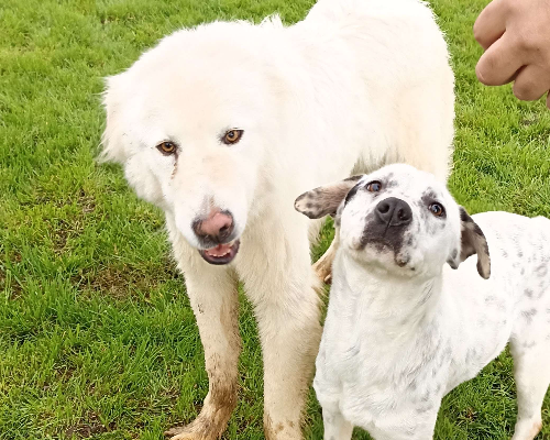 Adotta un cane, maschio, 6 anni, Latina