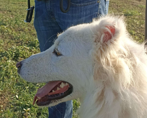 Adotta il cane LOKI a Latina