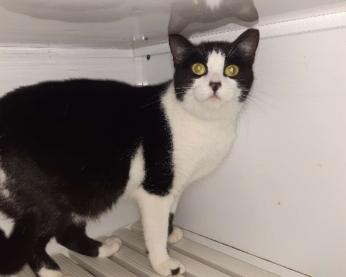 Adotta un gatto, taglia non valida, femmina, Bologna