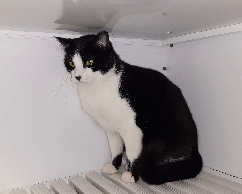 Vuoi adottare un gatto a Bologna?