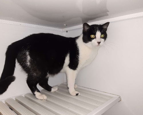Adotta un gatto, femmina, 6 anni e 4 mesi, Bologna