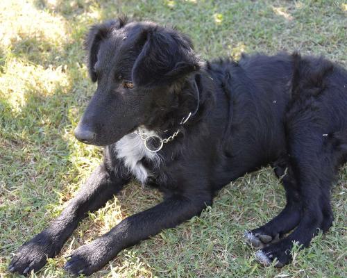 Vuoi adottare un cane a Frosinone?