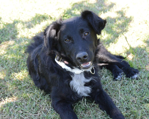 Adotta un cane, maschio, 3 anni  e 5 mesi , Frosinone