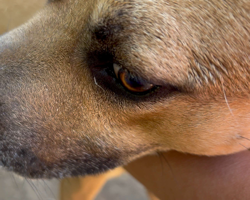 Adotta il cane Rock&Roll a Napoli