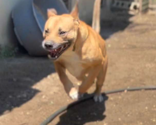 Adotta un cane, taglia media, maschio, Napoli