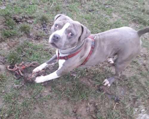 Adotta un cane, taglia grande, maschio, Monza