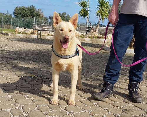 Adotta un cane, maschio, 3 anni , Bari
