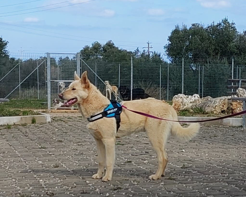 Vuoi adottare un cane a Bari?