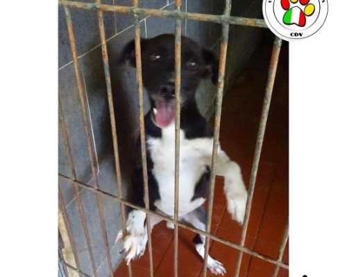 Adozione cane, maschio, meticcio, 5 anni e 2 mesi, taglia piccola, Como