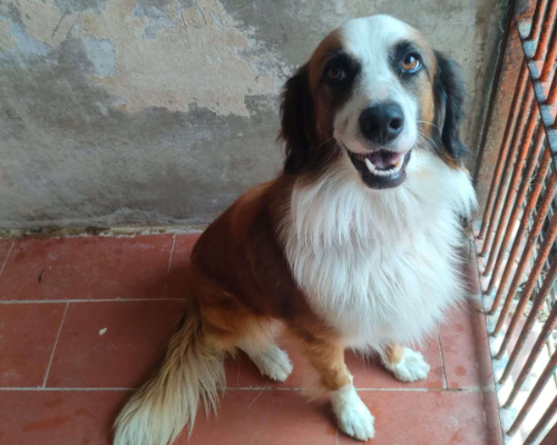 Foto dell'animale