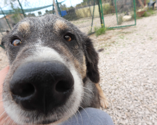 Vuoi adottare un cane a Foggia?