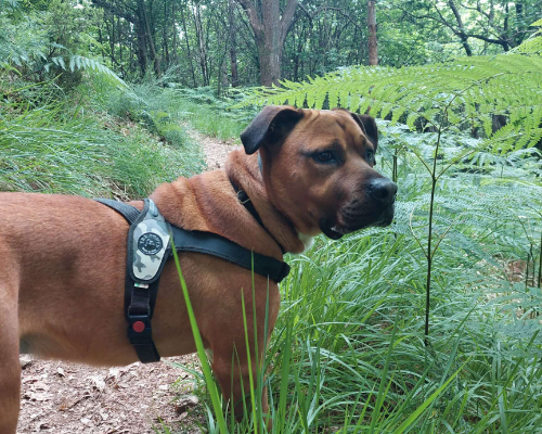 Adotta un cane, maschio, 5 anni e 2 mesi, Genova