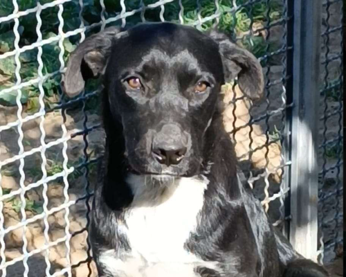 Adotta un cane, femmina, 4 anni e 6 mesi, Ragusa