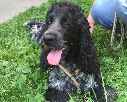 Adotta un cane, taglia media contenuta, maschio, Milano