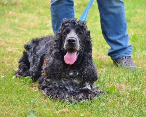 Adotta un cane, maschio, 12 anni e 4 mesi, Milano