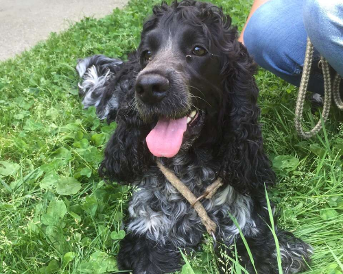 Adozione cane, maschio, Cocker Spaniel, 12 anni e 4 mesi, taglia media contenuta, Milano