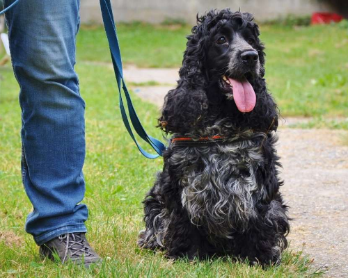 Vuoi adottare un cane a Milano?