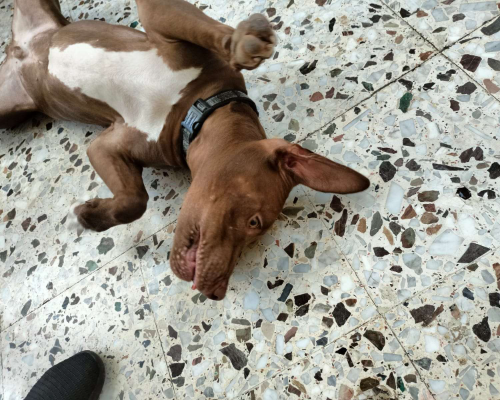 Adotta il cane ZORO a Milano