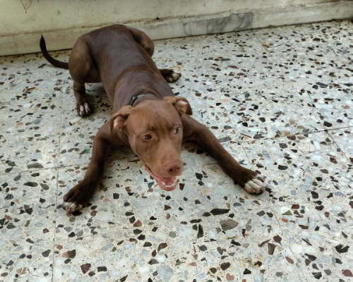 Vuoi adottare un cane a Milano?