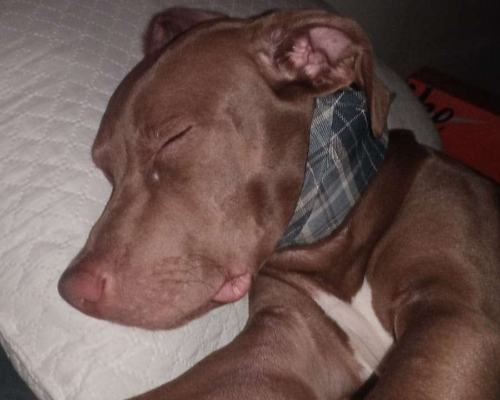 Adotta un cane, maschio, 2 anni e 11 mesi, Milano