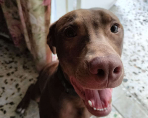 Adotta un cane, taglia media, maschio, Milano