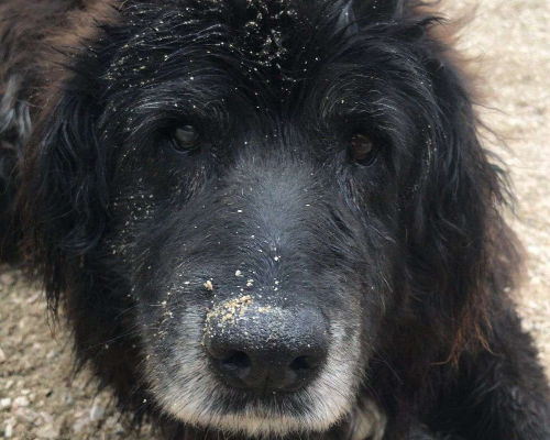 Adozione cane, femmina, meticcio, 16 anni e 3 mesi, taglia grande, Chieti